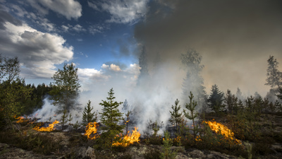 Skog som brinner
