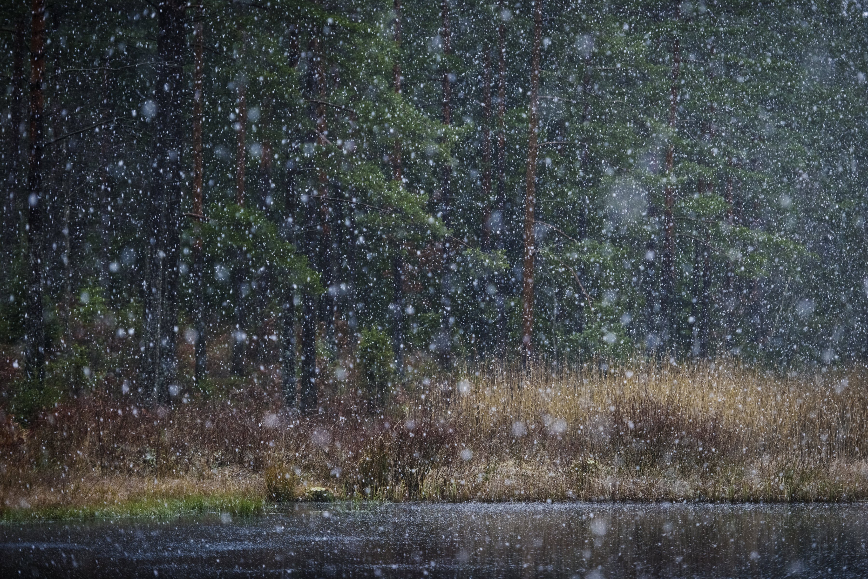 Snöfall över skogstjärn